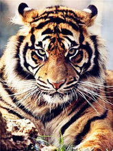 Charger l'image dans la galerie, Kit Point de Croix Portrait de tigre