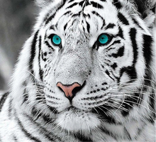 Charger l'image dans la galerie, Kit Broderie Diamant tigre aux yeux bleus