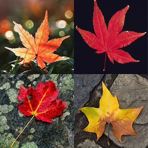 Quatre feuilles d'érable 1