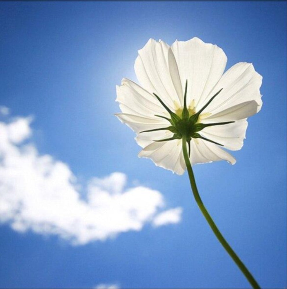 Fleur blanche et nuage